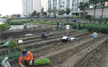 사랑의 텃밭 가꾸기 김장용 배추, 무 파종 이미지